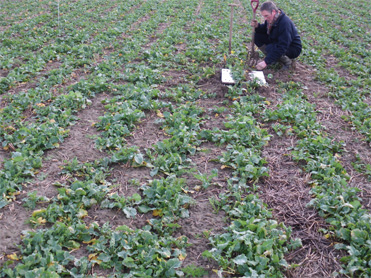 Tiller Roll - Rape field coming out of winter - 16th Feb 2011.